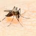 6 Ways to Avoid Getting Bitten By a Zika Virus Mosquito