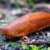 Slugs May Be the Key to This New Breakthrough Medical Innovation