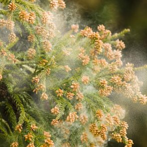 Japanese cedar tree pollen