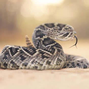 Rattlesnake