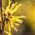 7 Uses for Witch Hazel