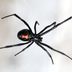 Black Widow Spider Bites: What They Look Like and How to Treat Them