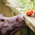 Can Dogs Eat Tomatoes?