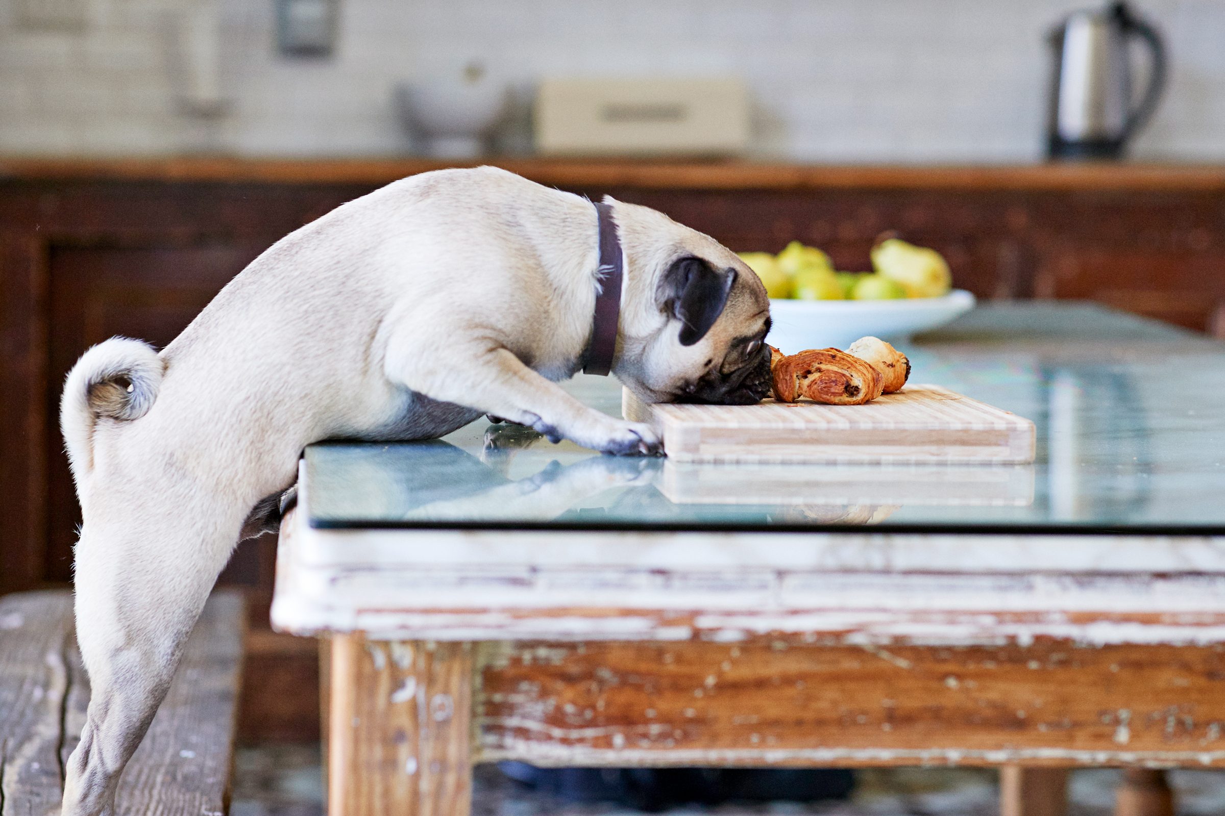 A List of Foods Dogs Can’t Eat—and How to React If They Do, from Experts