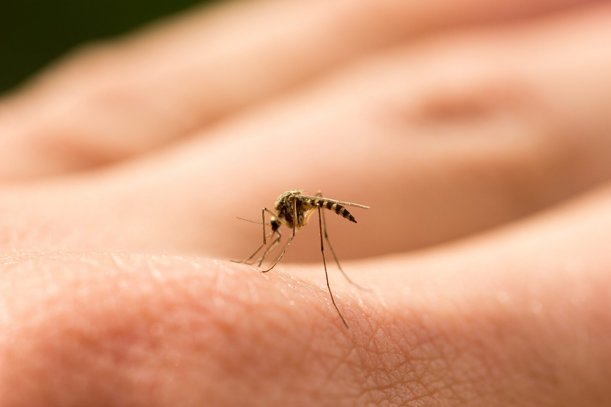 After a Mystery Illness, an Expert Doctor Calls This Tiny Creature “the Deadliest Animal on the Planet”