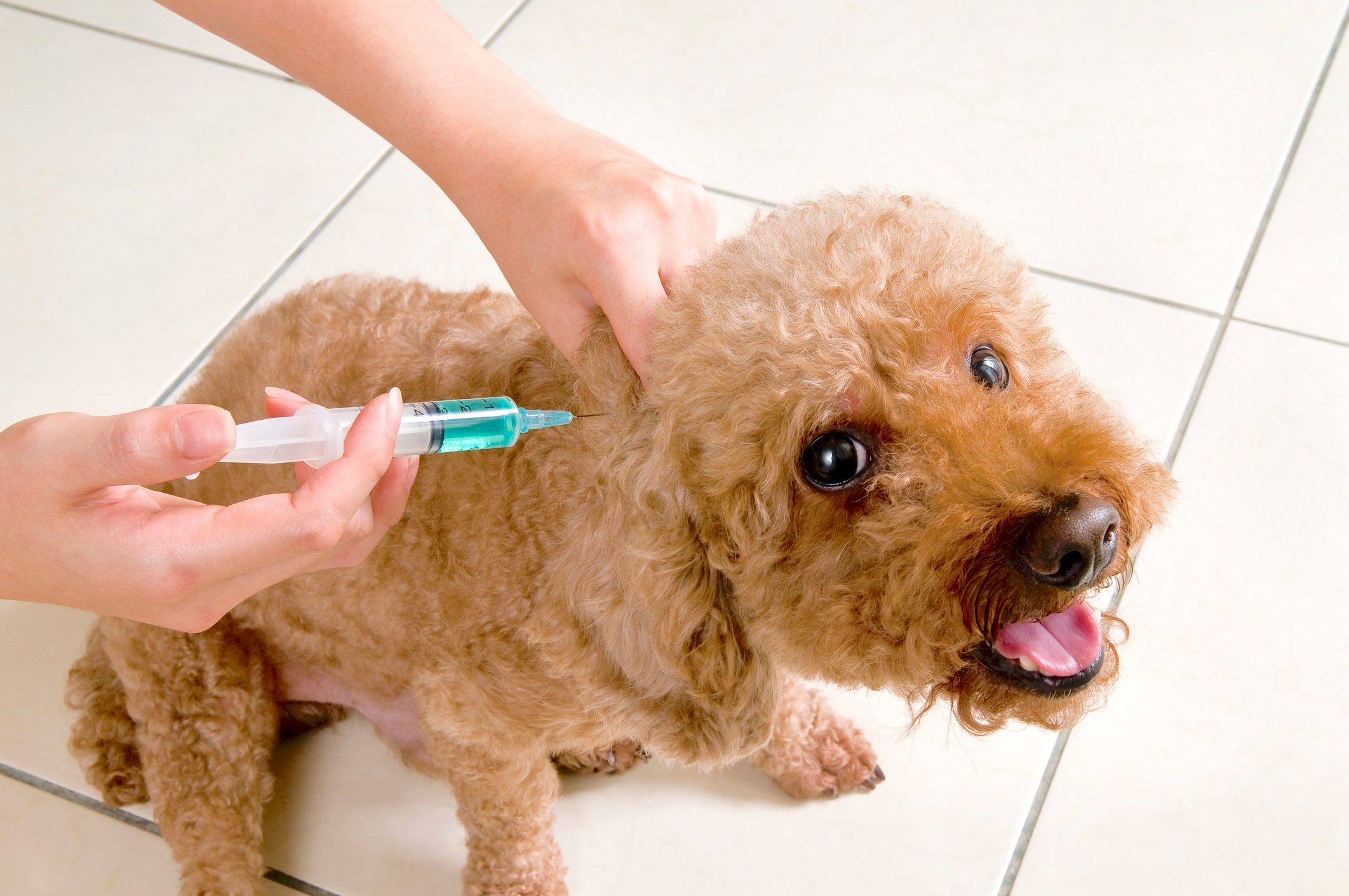 Can Dogs Get the Flu? Yes, Says an Expert Doctor—Here’s How To Keep Your Pet Safe