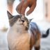 House Cats in at Least 4 States Diagnosed with Bird Flu, Say National Experts